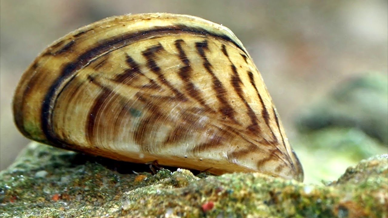 МОЛЛЮСК ДРЕЙССЕНА 