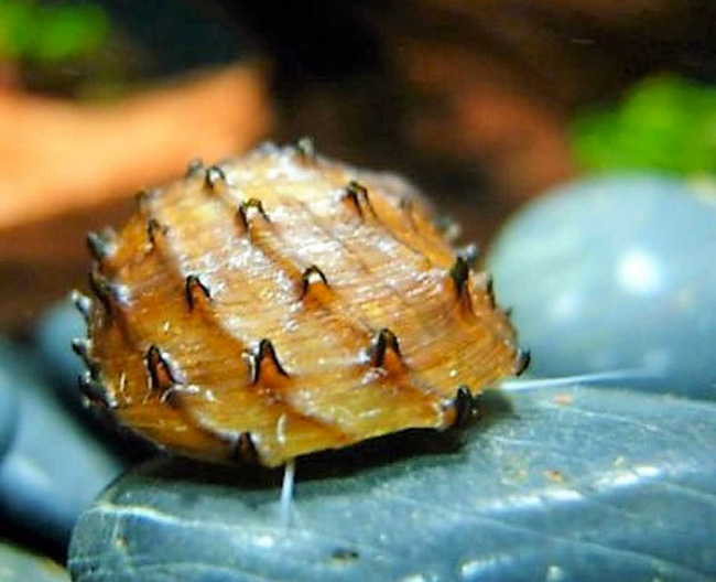 Улитка ёжик