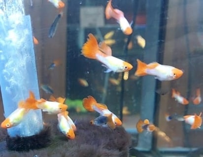 гуппи санта клаус